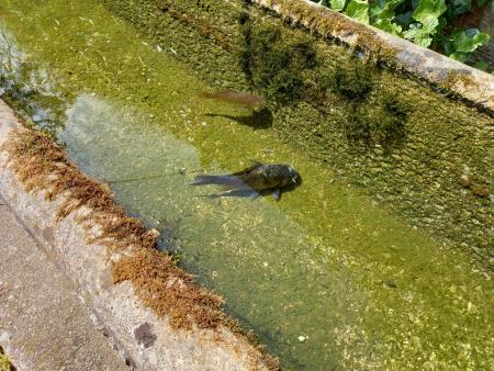 Korito Koreno_MIja Bokal (3)